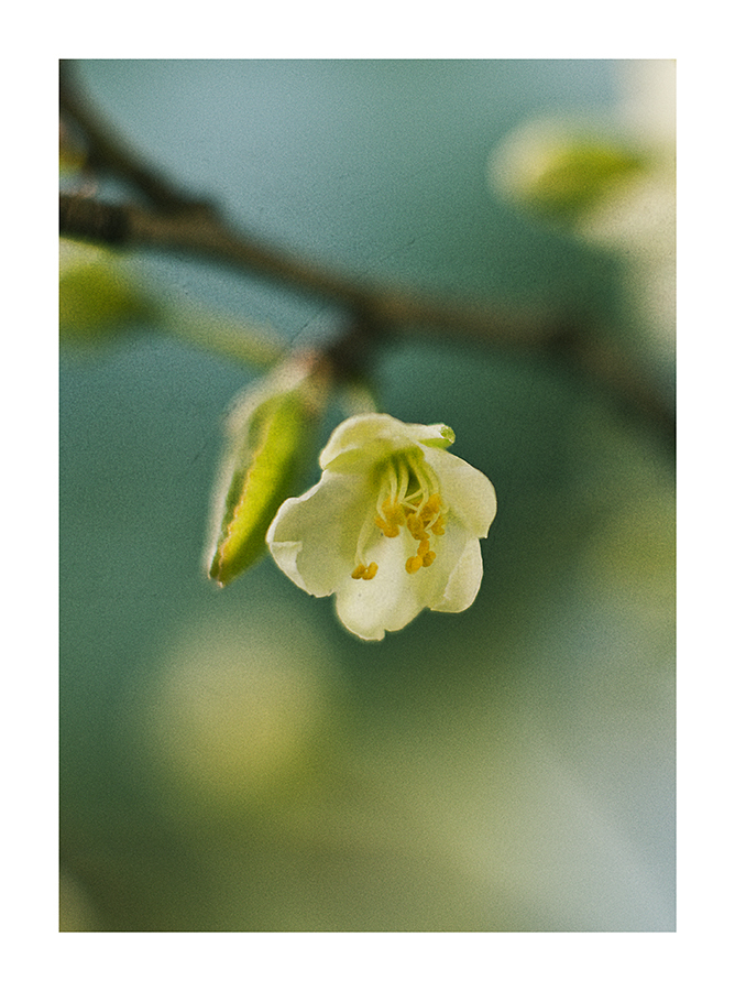 obst-blüte...