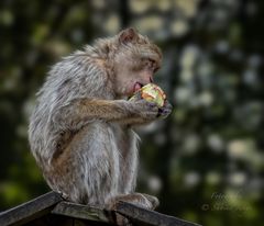 Obst essen ist gesund!