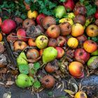 Obst im Herbst
