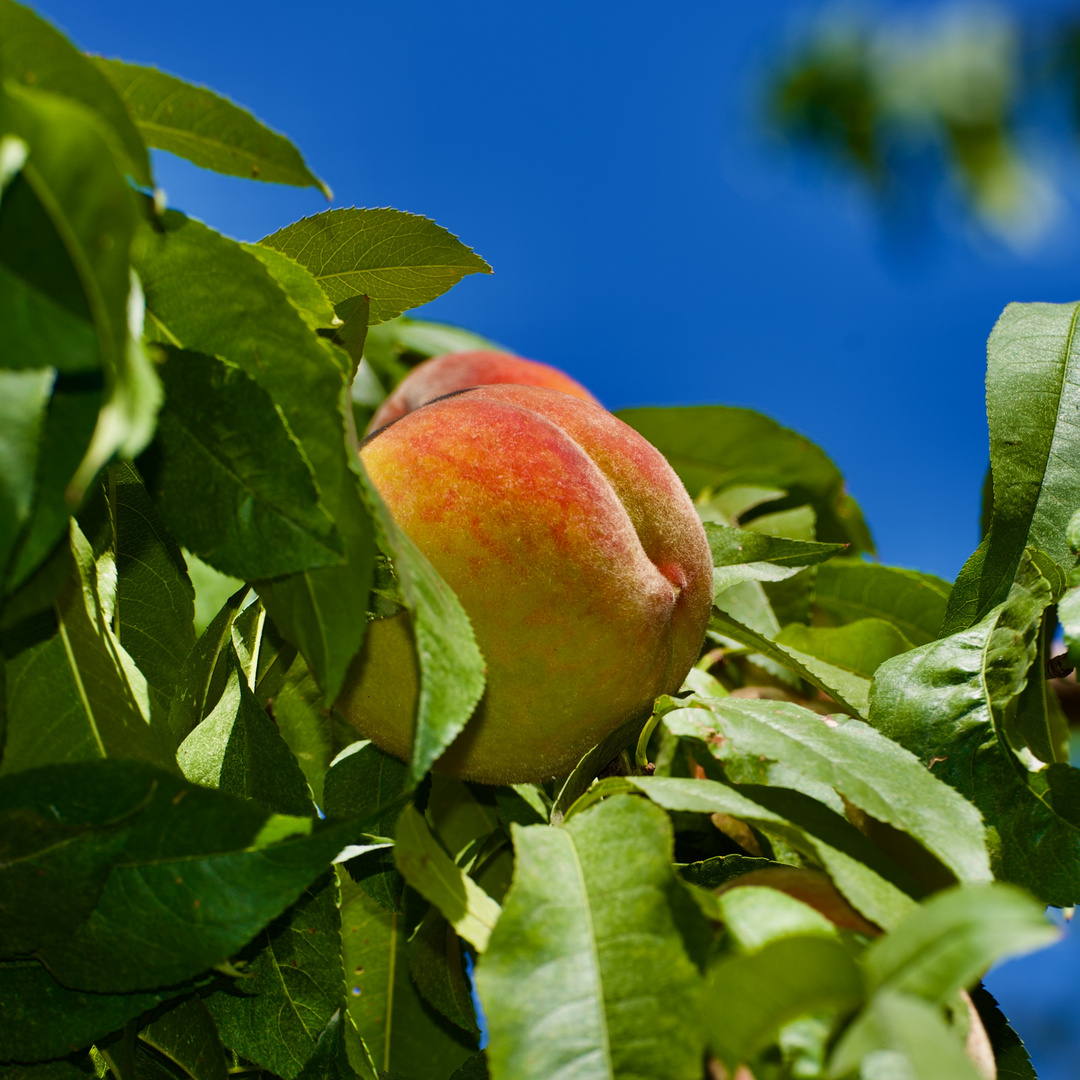 Obst in Armenien