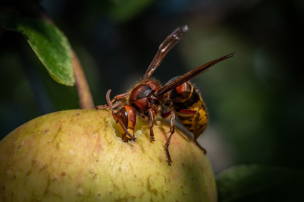 Obst ist gesund