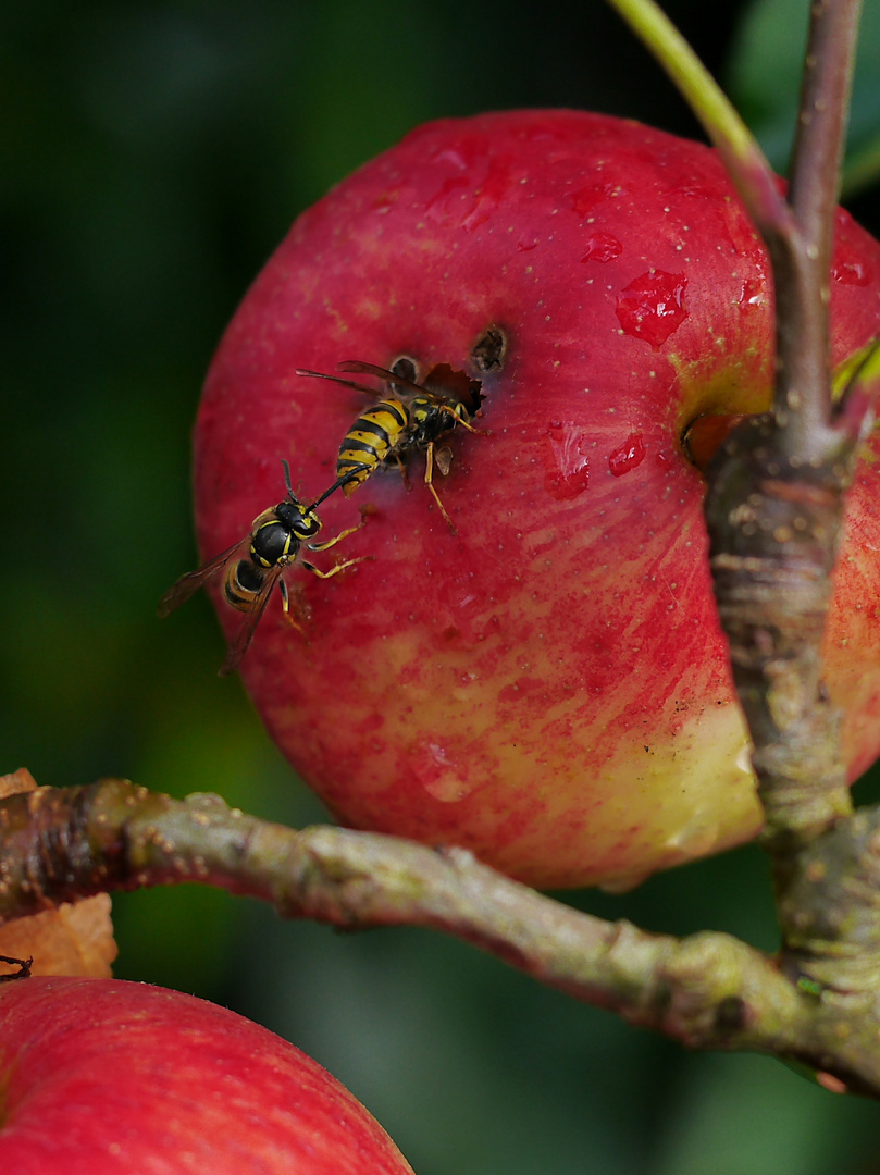 Obst ist gesund!