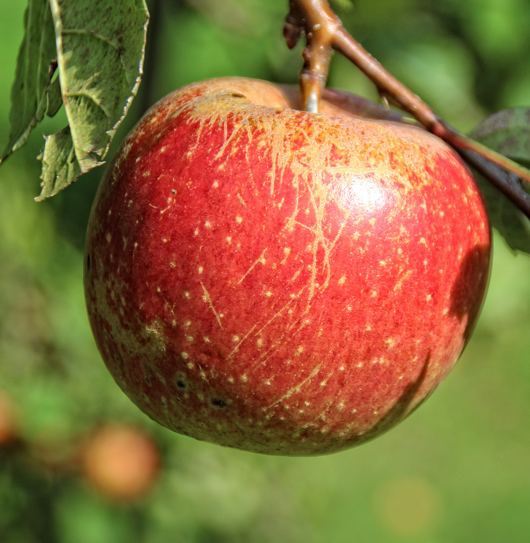 Obst ist gesund