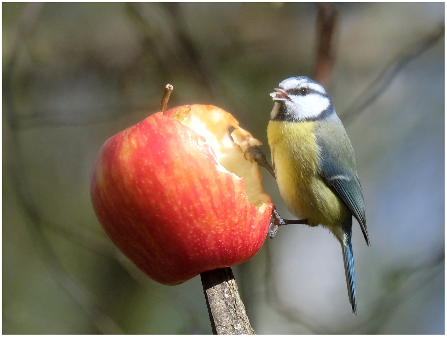 Obst-Tag