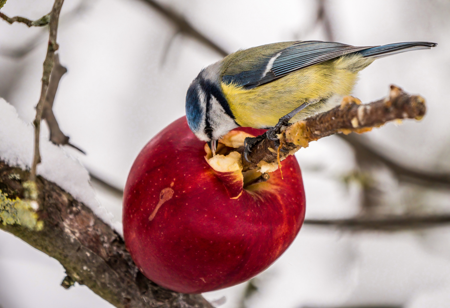 "OBST TAG"