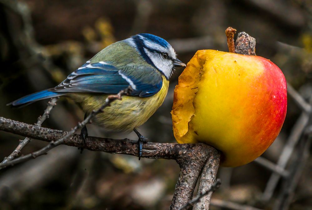 "OBST TAG"