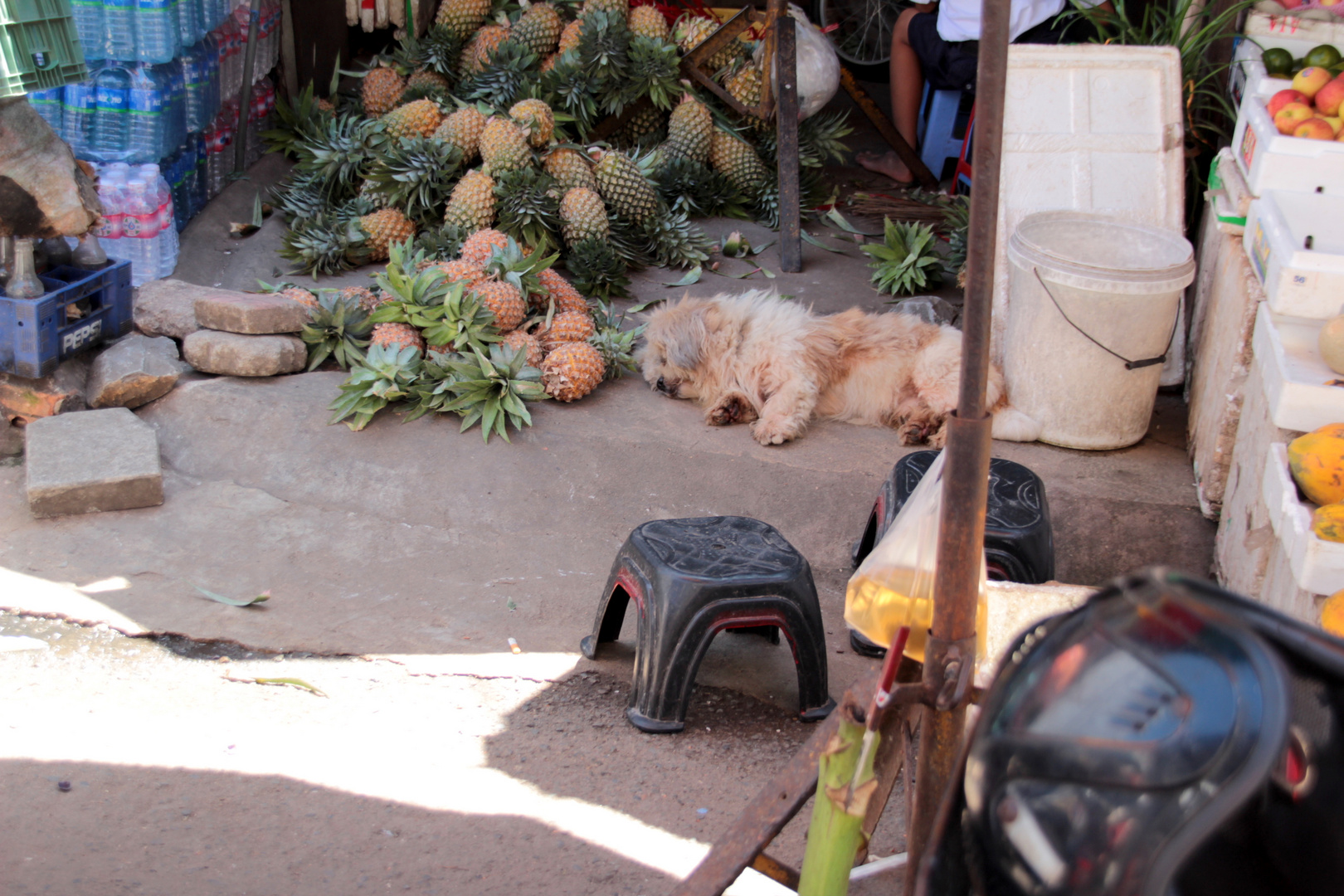 Obst- und Getränkeauslage mit Hund