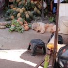 Obst- und Getränkeauslage mit Hund