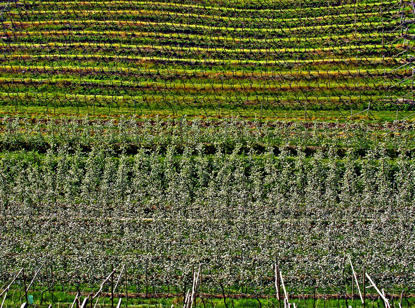 Obst- und Weinanbau