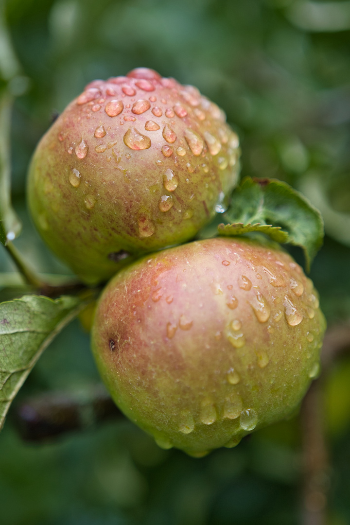 Obst vorher Waschen