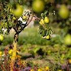 ObstBäumchen