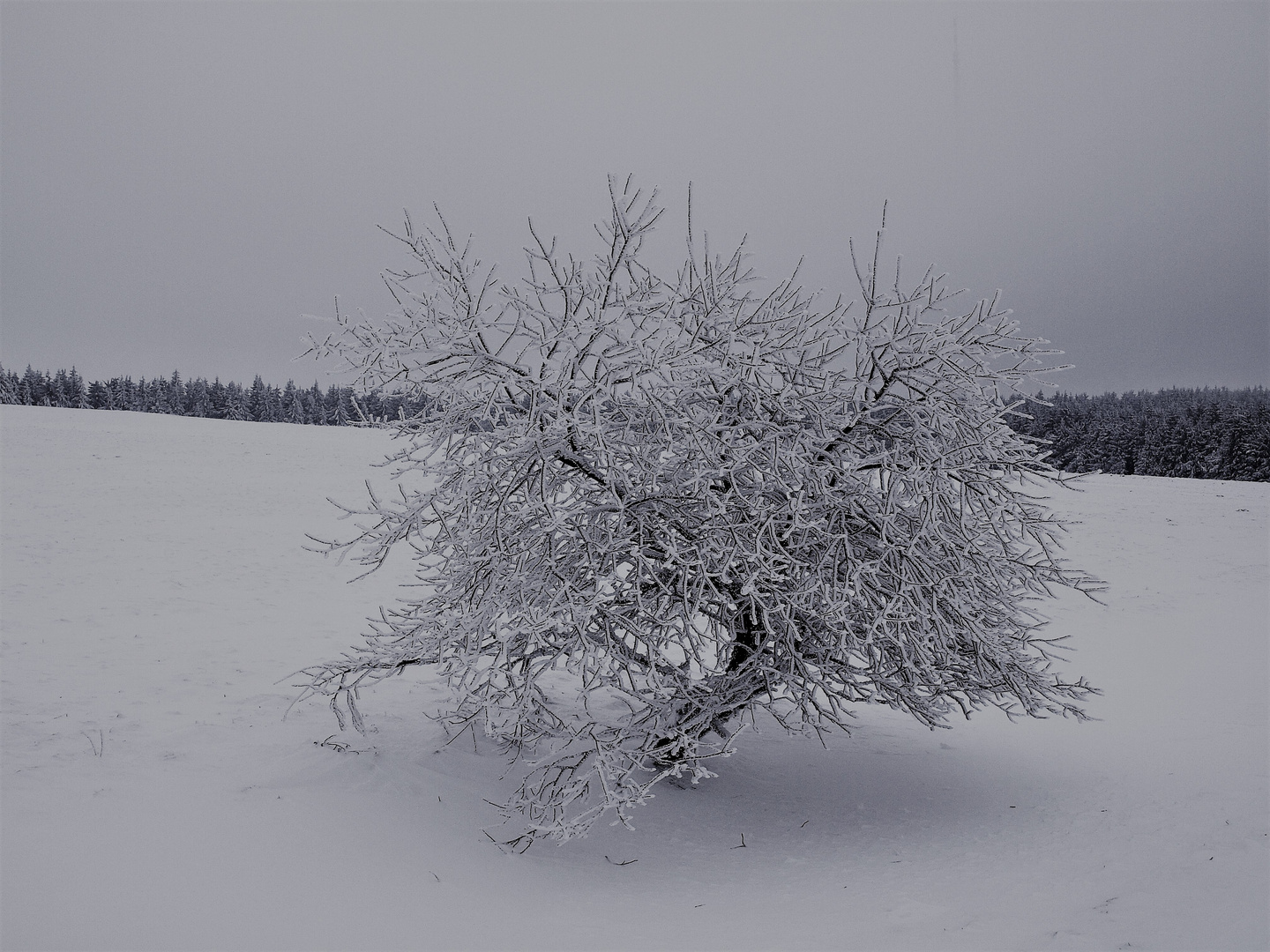 Obstbäumchen im Schnee