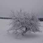 Obstbäumchen im Schnee