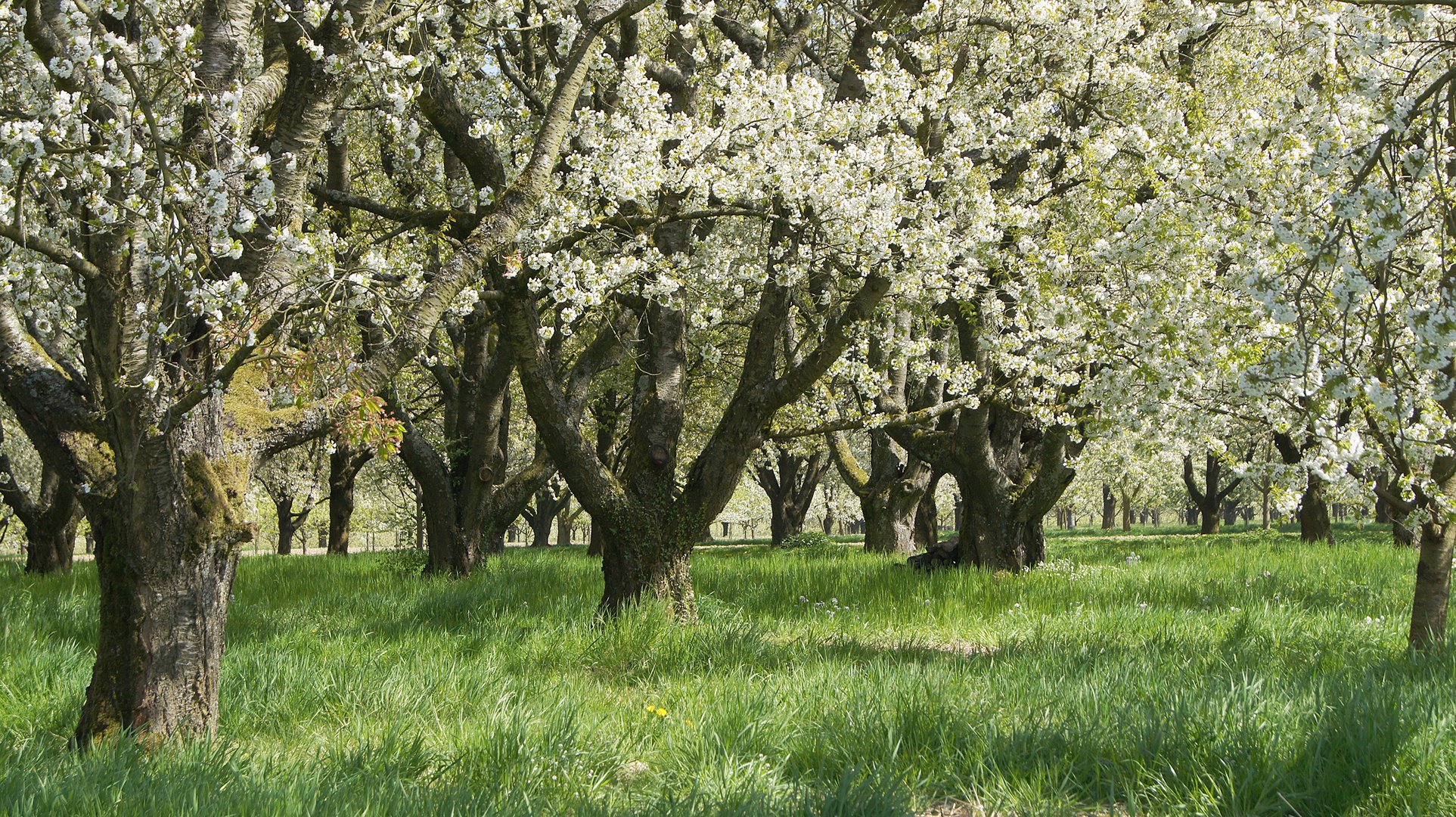 Obstbäume