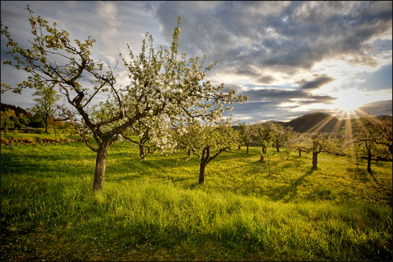 Obstbäume