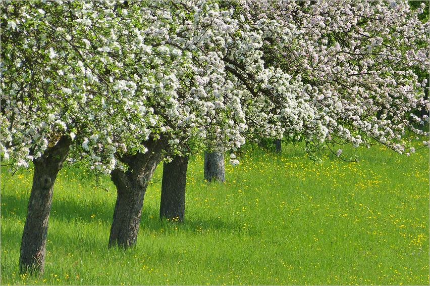 Obstbäume