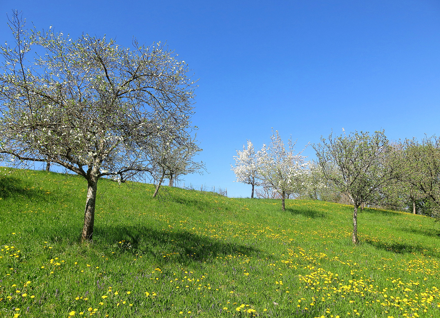 obstbäume