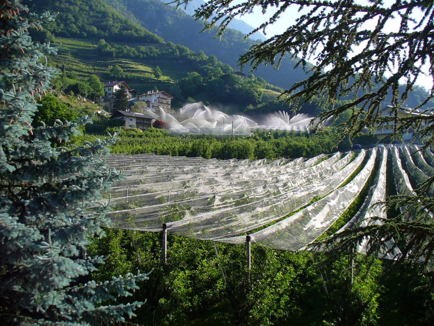 Obstbäume am Berg - Naturno - Naturns Südtirol