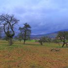 Obstbäume am Hutsberg