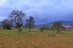 Obstbäume am Hutsberg