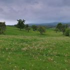 Obstbäume am Hutsberg