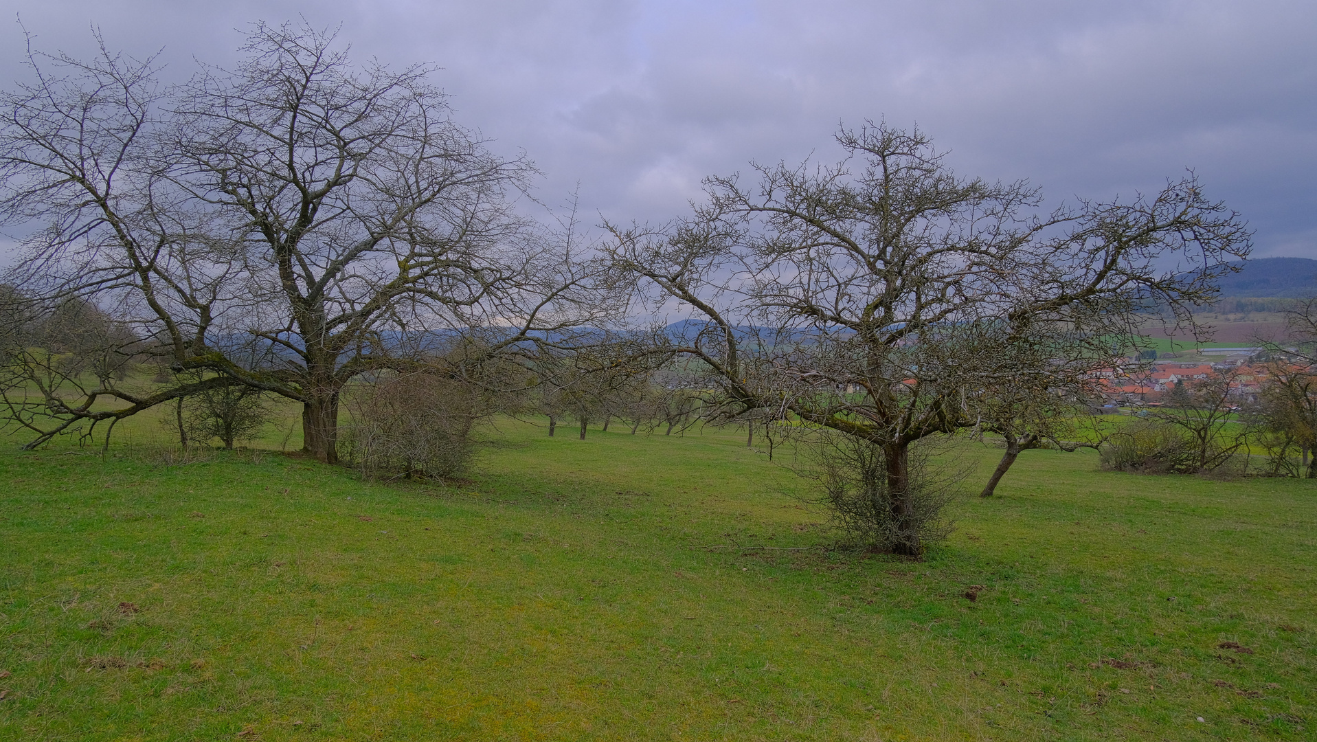 Obstbäume am Hutsberg (frutales en la montaña "Hutsberg)