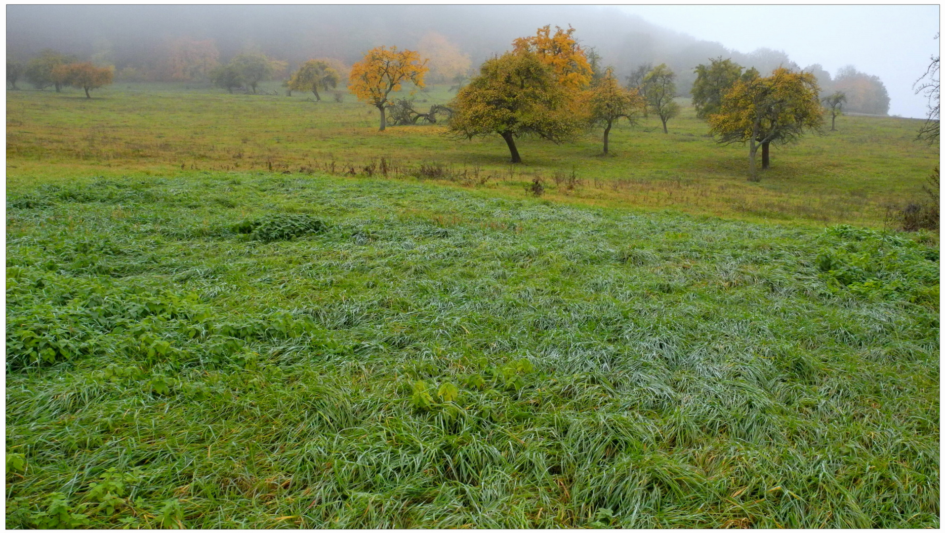 Obstbäume am Hutsberg (Árboles frutales en la montaña "Hutsberg")