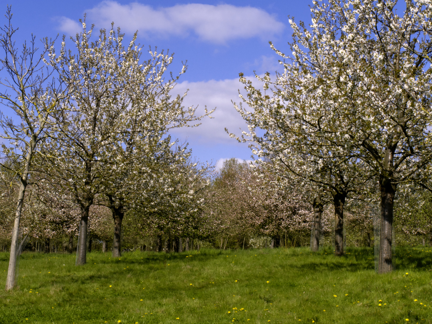Obstbäume auf einer Streuobstwiese Foto & Bild pflanzen, pilze