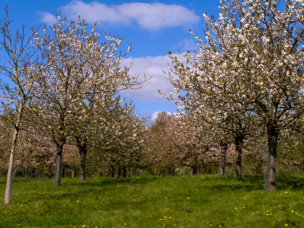 Obstbäume auf einer Streuobstwiese Foto & Bild pflanzen, pilze