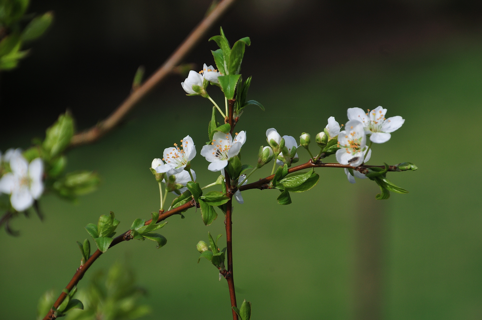 Obstbäume