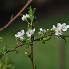 Obstbäume