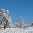 Obstbäume