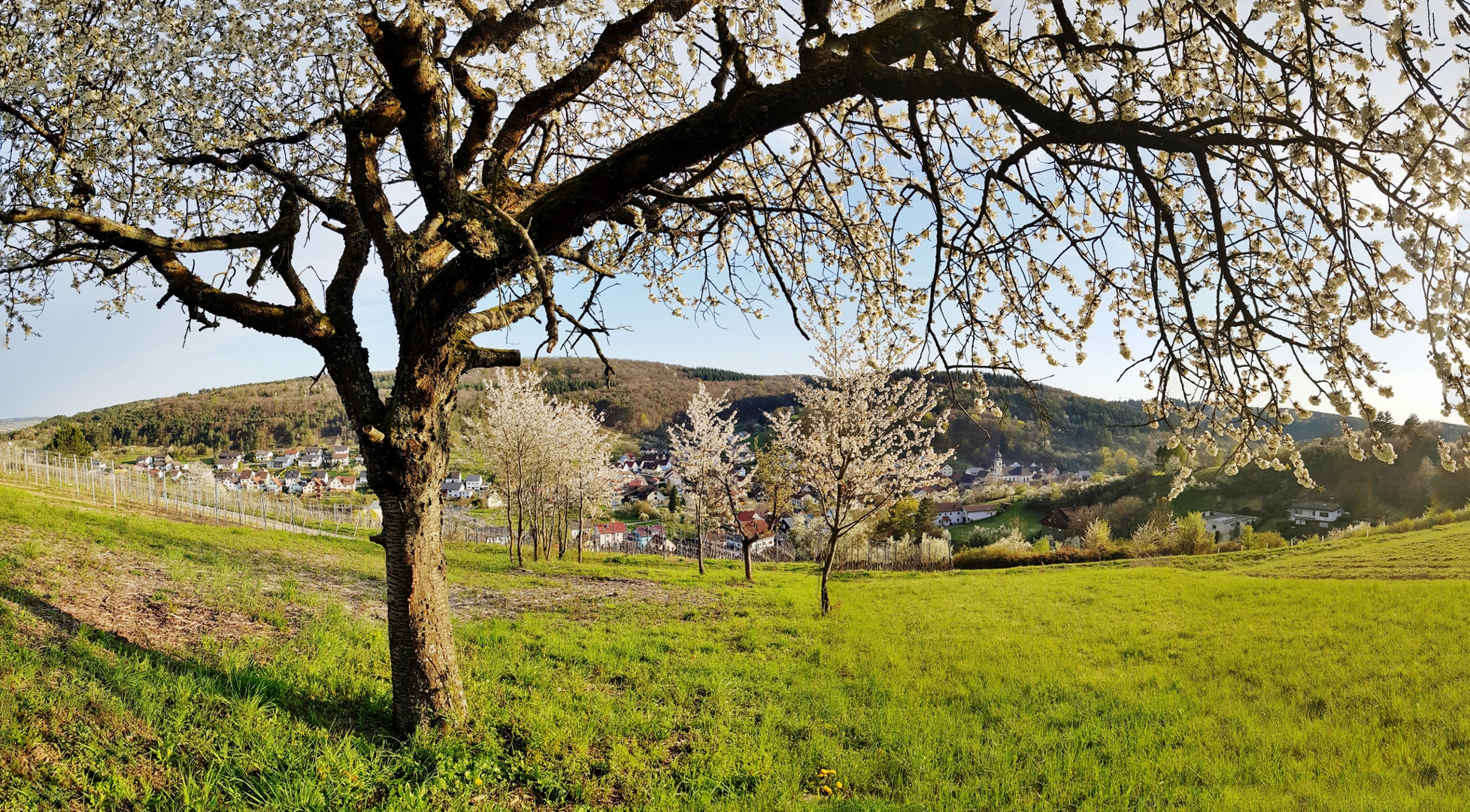 Obstbäume blühen in Oberlauda.