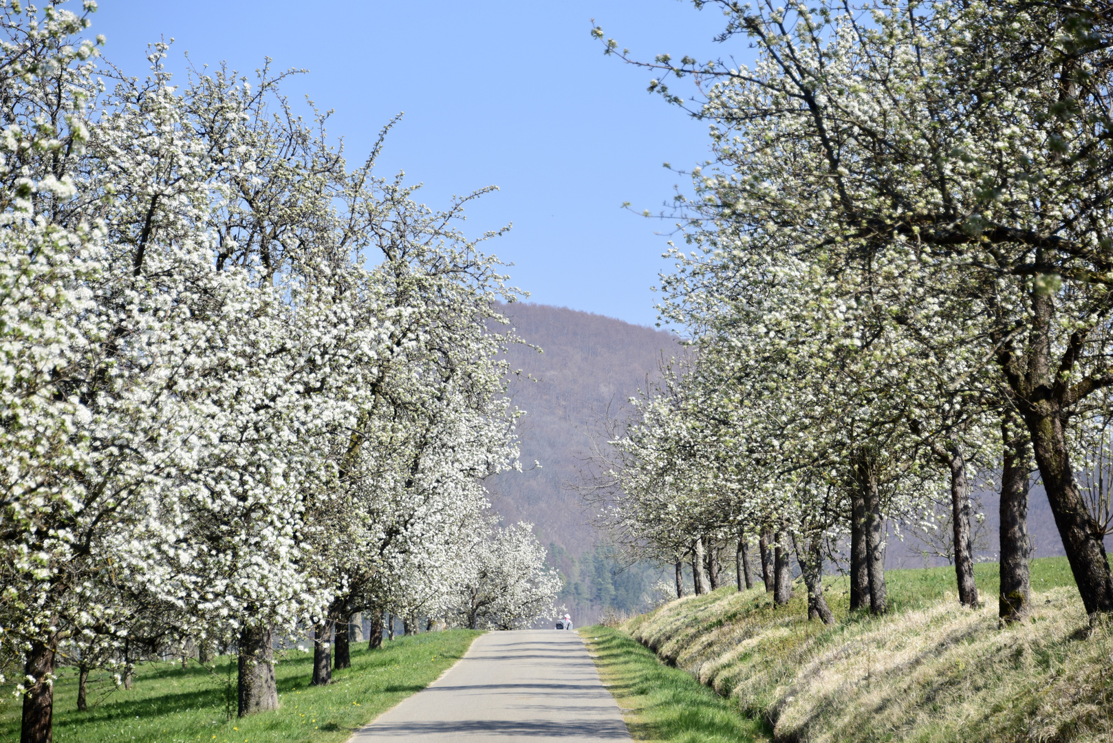 Obstbäume blühen weit und breit