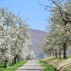 Obstbäume blühen weit und breit