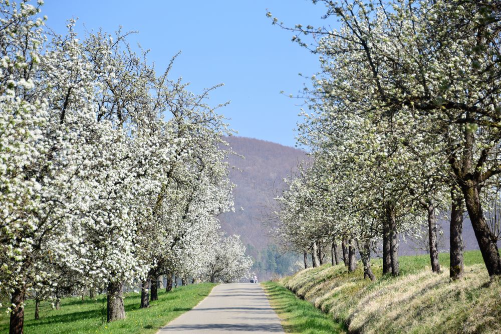 Obstbäume blühen weit und breit Foto & Bild jahreszeiten, frühling