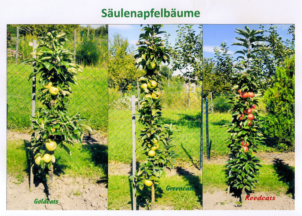 Obstbäume