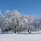 Obstbäume