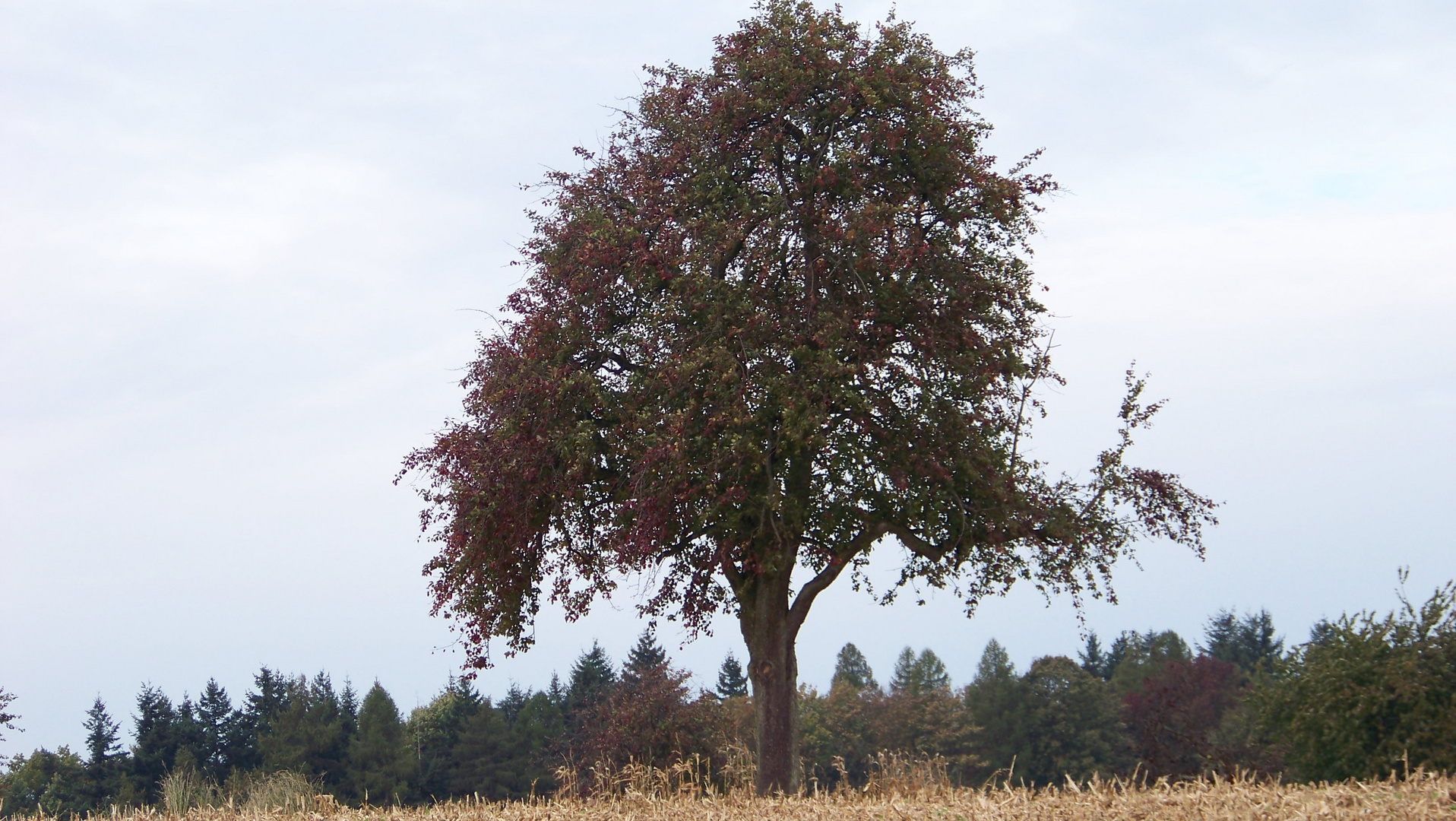 Obstbäume erhalten