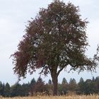 Obstbäume erhalten