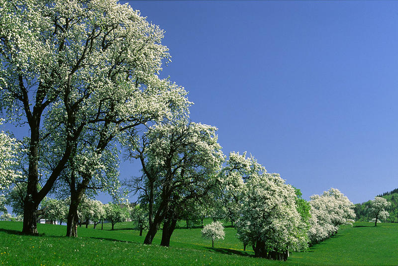 Obstbäume