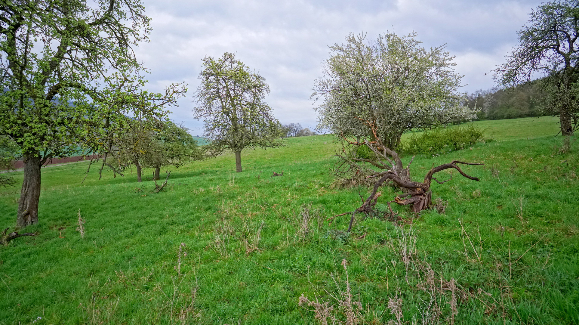 Obstbäume (frutales)