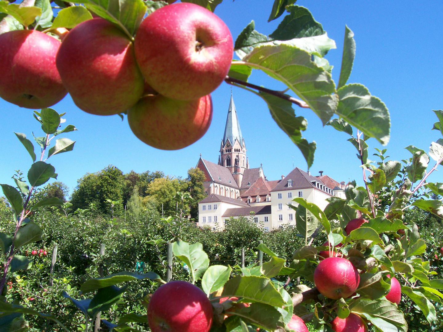 Obstbäume im August