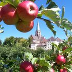 Obstbäume im August