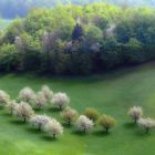 Obstbäume im Frühling (796)