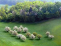 Obstbäume im Frühling (796)