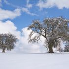 Obstbäume im Frühlingsschnee...