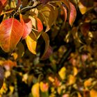 Obstbäume im Herbst