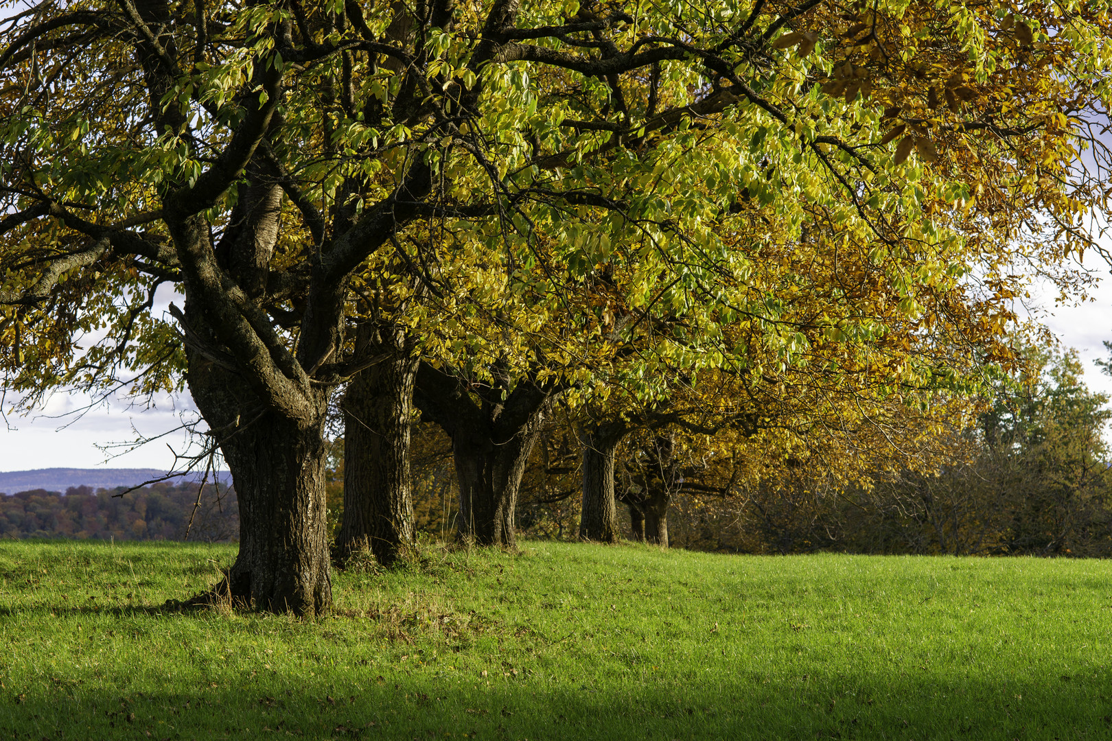 Obstbäume im Herbst