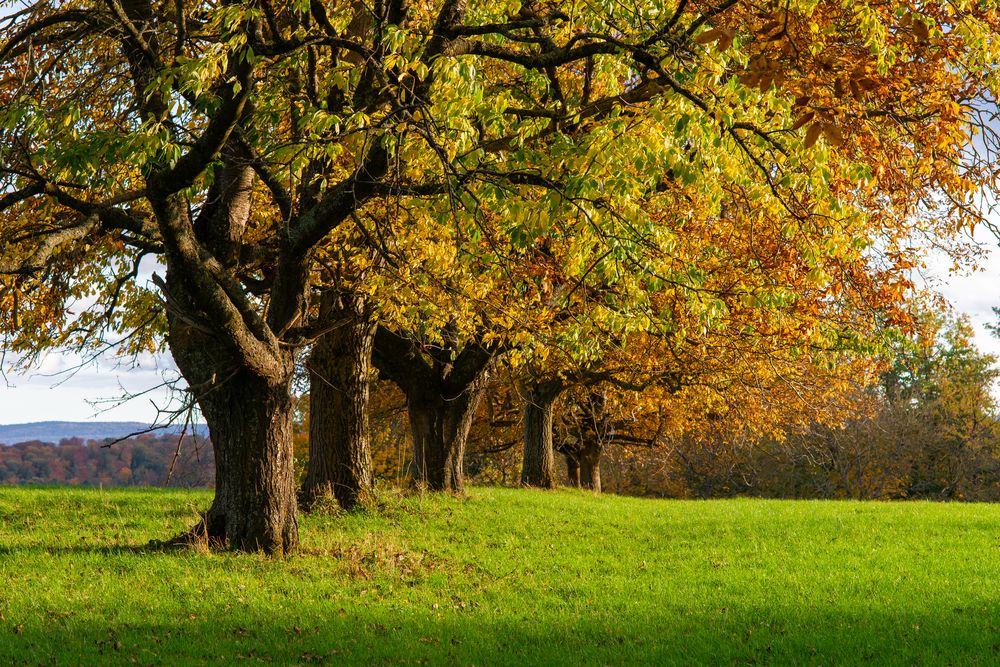 Obstbäume im Herbst Foto & Bild deutschland, europe, baden